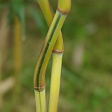 Phyllostachys aureosulcata spectabilis.JPG